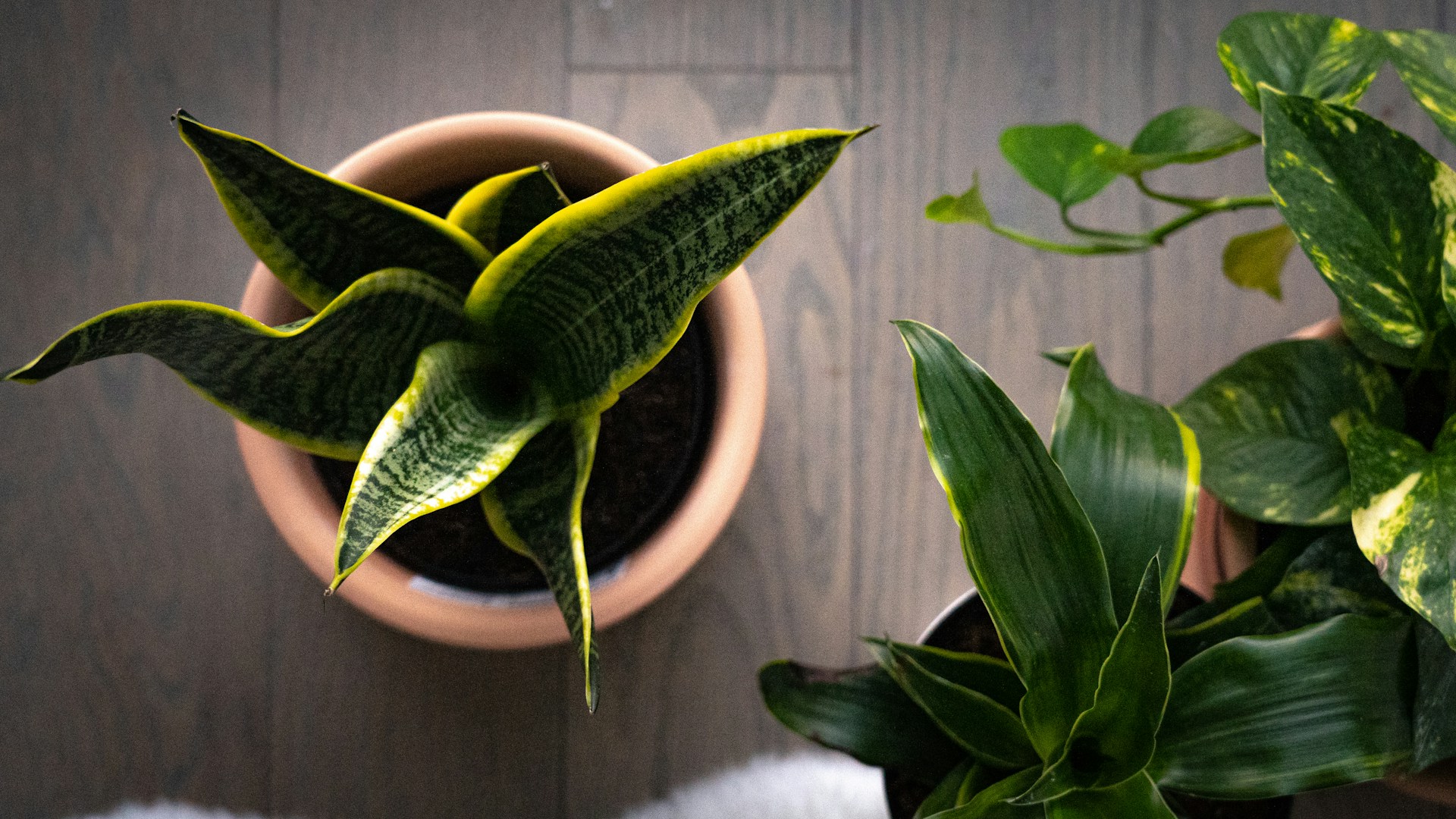 除甲醛方法_綠色植物示意圖